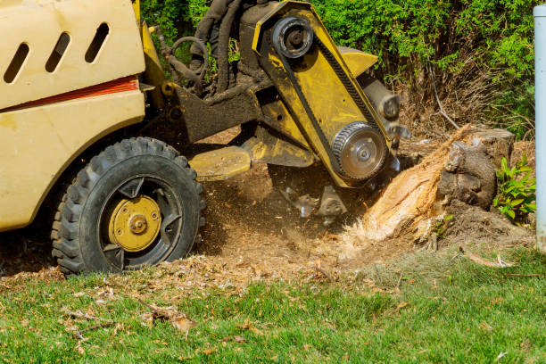 Best Tree Disease Treatment  in Jackson, TN