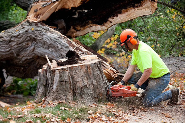 Best Tree Cabling and Bracing  in Jackson, TN